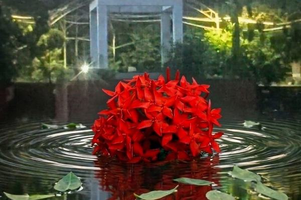 রাতের নিস্তব্ধতায় লেকের জল ও রক্তিম রঙ্গন: পিতার চরণে এক নিঃশব্দ নিবেদন​আওয়ামী লীগের এক অনুগত কর্মীর হৃদয় থেকে